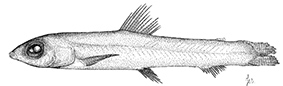 Bathylagichthys greyae_claves.jpg